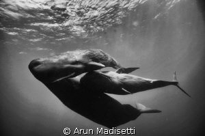 Family portrait. 
Socializing sperm whales, Feb 2012
(t... by Arun Madisetti 